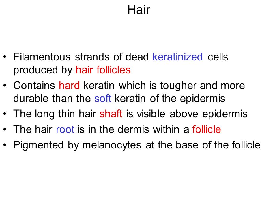 Hair Filamentous strands of dead keratinized cells produced by hair follicles Contains hard keratin which is tougher and more durable than the soft keratin of the epidermis The long thin hair shaft is visible above epidermis The hair root is in the dermis within a follicle Pigmented by melanocytes at the base of the follicle