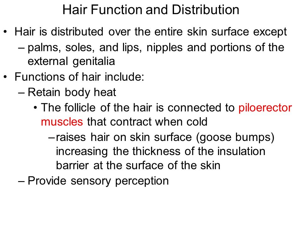 Hair Function and Distribution Hair is distributed over the entire skin surface except –palms, soles, and lips, nipples and portions of the external genitalia Functions of hair include: –Retain body heat The follicle of the hair is connected to piloerector muscles that contract when cold –raises hair on skin surface (goose bumps) increasing the thickness of the insulation barrier at the surface of the skin –Provide sensory perception