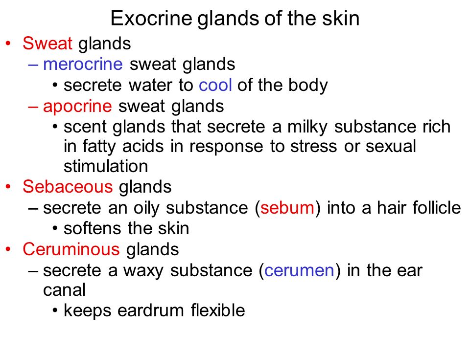 Exocrine glands of the skin Sweat glands –merocrine sweat glands secrete water to cool of the body –apocrine sweat glands scent glands that secrete a milky substance rich in fatty acids in response to stress or sexual stimulation Sebaceous glands –secrete an oily substance (sebum) into a hair follicle softens the skin Ceruminous glands –secrete a waxy substance (cerumen) in the ear canal keeps eardrum flexible