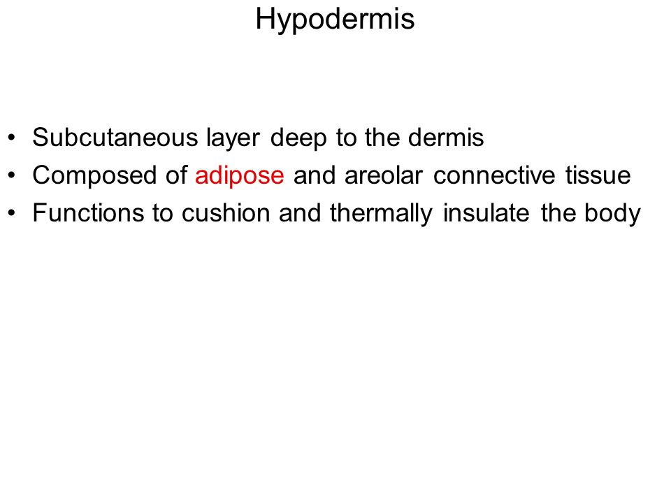 Hypodermis Subcutaneous layer deep to the dermis Composed of adipose and areolar connective tissue Functions to cushion and thermally insulate the body