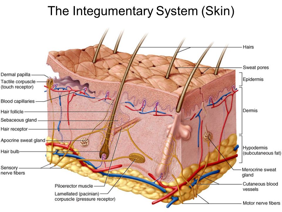 The Integumentary System (Skin)