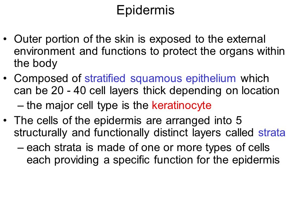Epidermis Outer portion of the skin is exposed to the external environment and functions to protect the organs within the body Composed of stratified squamous epithelium which can be cell layers thick depending on location –the major cell type is the keratinocyte The cells of the epidermis are arranged into 5 structurally and functionally distinct layers called strata –each strata is made of one or more types of cells each providing a specific function for the epidermis