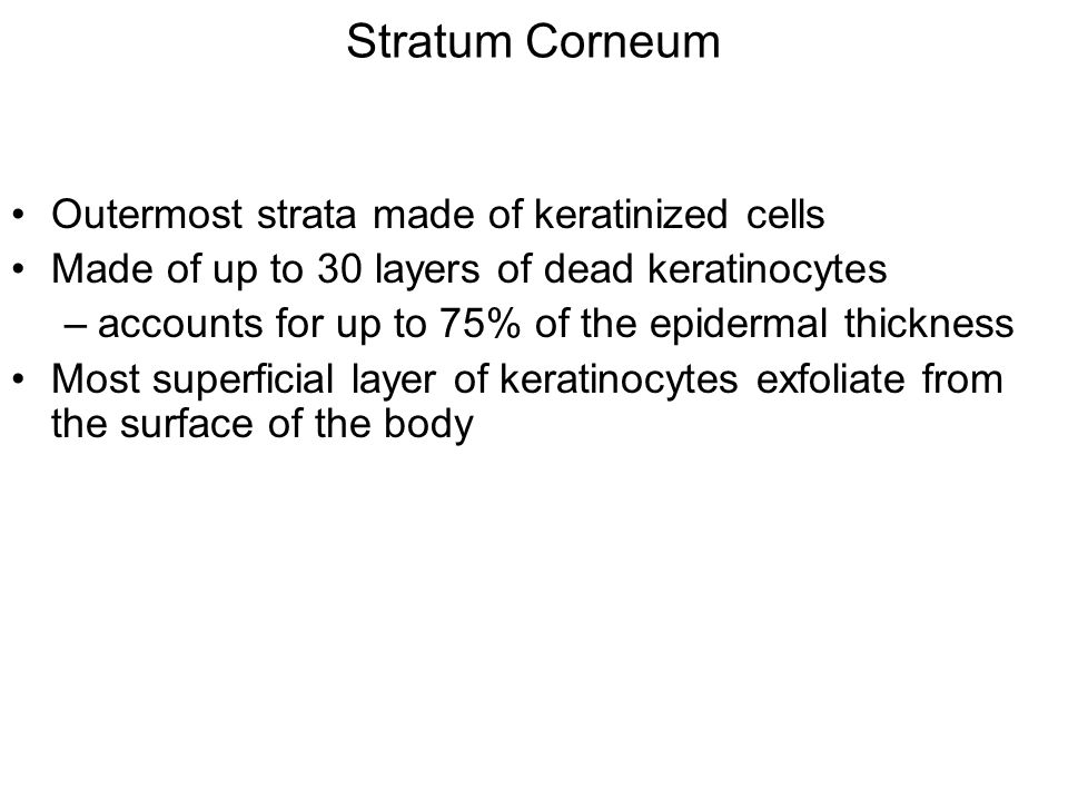 Stratum Corneum Outermost strata made of keratinized cells Made of up to 30 layers of dead keratinocytes –accounts for up to 75% of the epidermal thickness Most superficial layer of keratinocytes exfoliate from the surface of the body