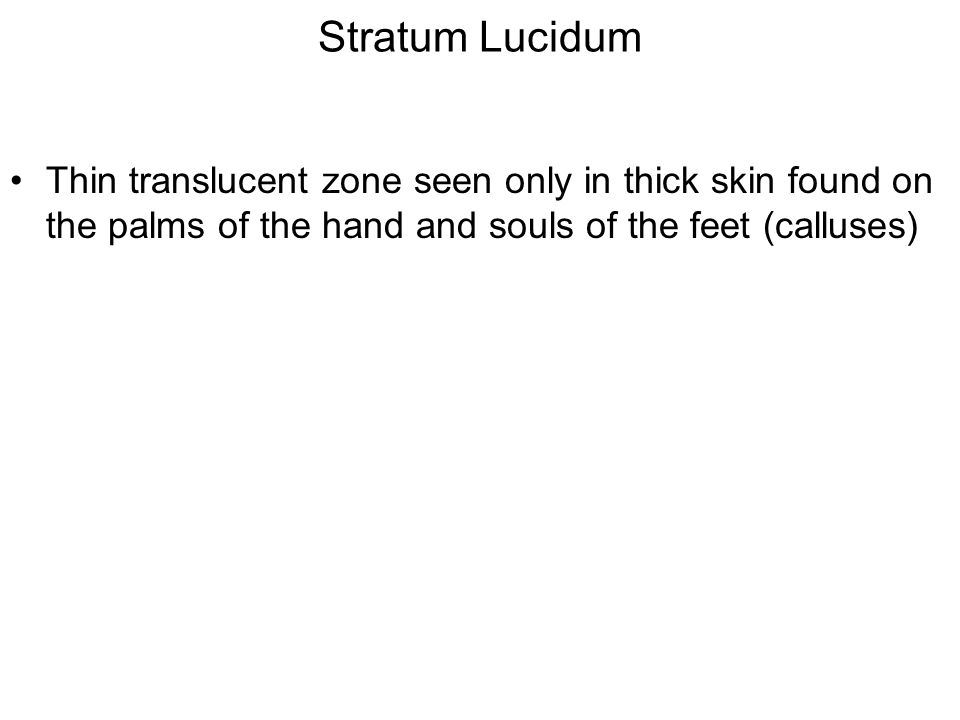 Stratum Lucidum Thin translucent zone seen only in thick skin found on the palms of the hand and souls of the feet (calluses)