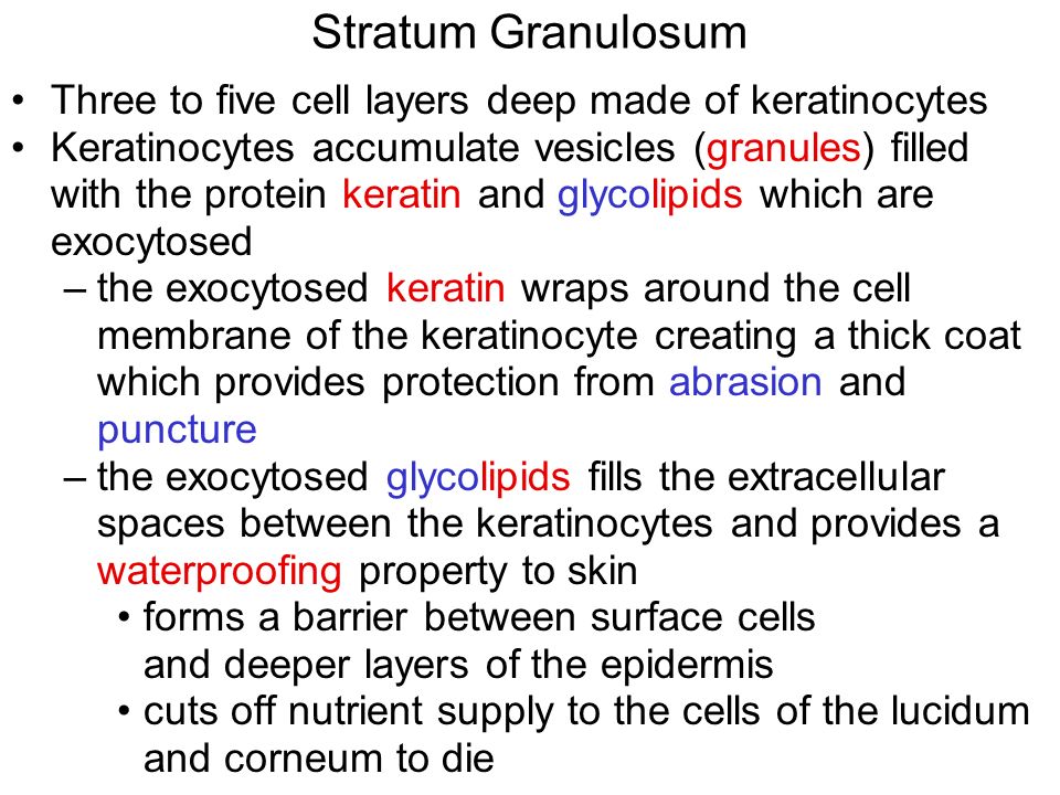 Stratum Granulosum Three to five cell layers deep made of keratinocytes Keratinocytes accumulate vesicles (granules) filled with the protein keratin and glycolipids which are exocytosed –the exocytosed keratin wraps around the cell membrane of the keratinocyte creating a thick coat which provides protection from abrasion and puncture –the exocytosed glycolipids fills the extracellular spaces between the keratinocytes and provides a waterproofing property to skin forms a barrier between surface cells and deeper layers of the epidermis cuts off nutrient supply to the cells of the lucidum and corneum to die