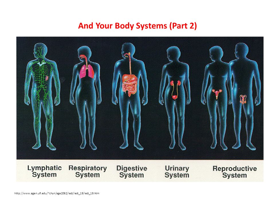 And Your Body Systems (Part 2)