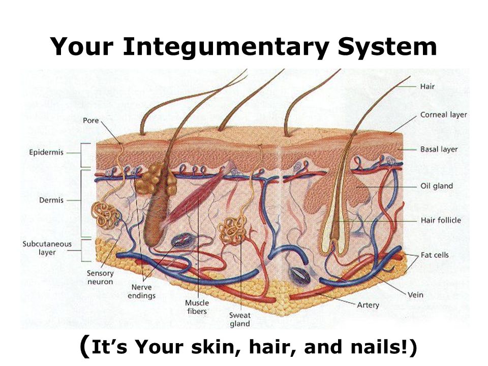 Your Integumentary System ( It’s Your skin, hair, and nails!)