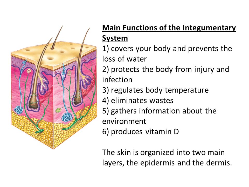 Main Functions of the Integumentary System 1) covers your body and prevents the loss of water 2) protects the body from injury and infection 3) regulates body temperature 4) eliminates wastes 5) gathers information about the environment 6) produces vitamin D The skin is organized into two main layers, the epidermis and the dermis.