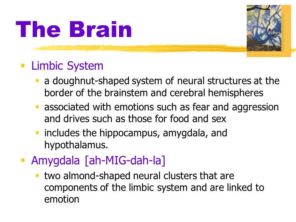The Brain  Limbic System  a doughnut-shaped system of neural structures at the border of the brainstem and cerebral hemispheres  associated with emotions such as fear and aggression and drives such as those for food and sex  includes the hippocampus, amygdala, and hypothalamus.