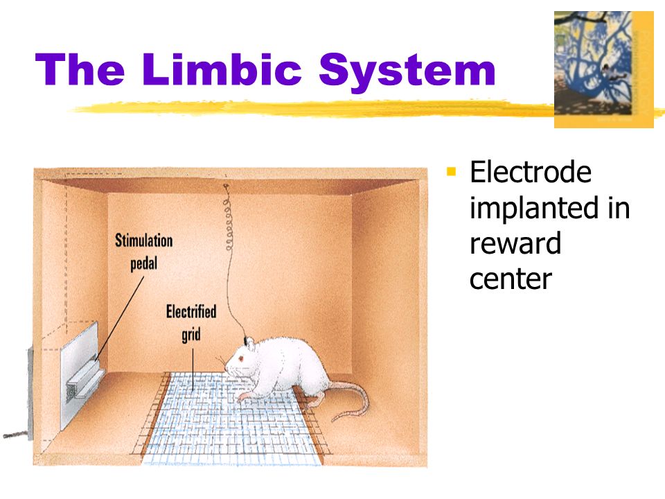  Electrode implanted in reward center