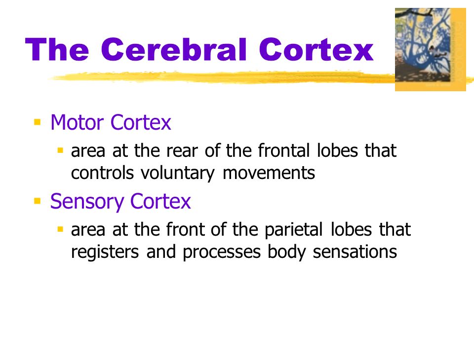  Motor Cortex  area at the rear of the frontal lobes that controls voluntary movements  Sensory Cortex  area at the front of the parietal lobes that registers and processes body sensations