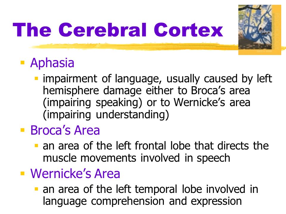 The Cerebral Cortex  Aphasia  impairment of language, usually caused by left hemisphere damage either to Broca’s area (impairing speaking) or to Wernicke’s area (impairing understanding)  Broca’s Area  an area of the left frontal lobe that directs the muscle movements involved in speech  Wernicke’s Area  an area of the left temporal lobe involved in language comprehension and expression
