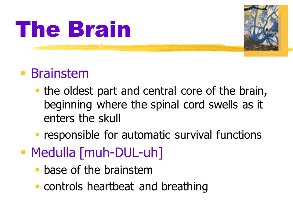 The Brain  Brainstem  the oldest part and central core of the brain, beginning where the spinal cord swells as it enters the skull  responsible for automatic survival functions  Medulla [muh-DUL-uh]  base of the brainstem  controls heartbeat and breathing