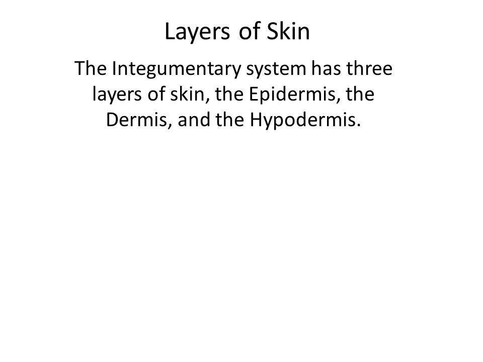 Layers of Skin The Integumentary system has three layers of skin, the Epidermis, the Dermis, and the Hypodermis.
