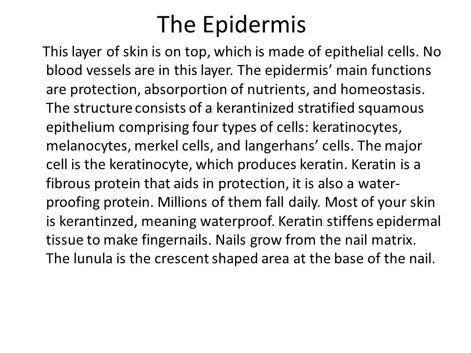 The Epidermis This layer of skin is on top, which is made of epithelial cells.
