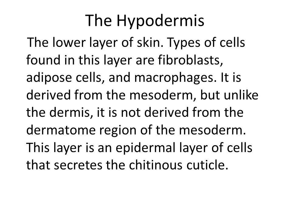 The Hypodermis The lower layer of skin.
