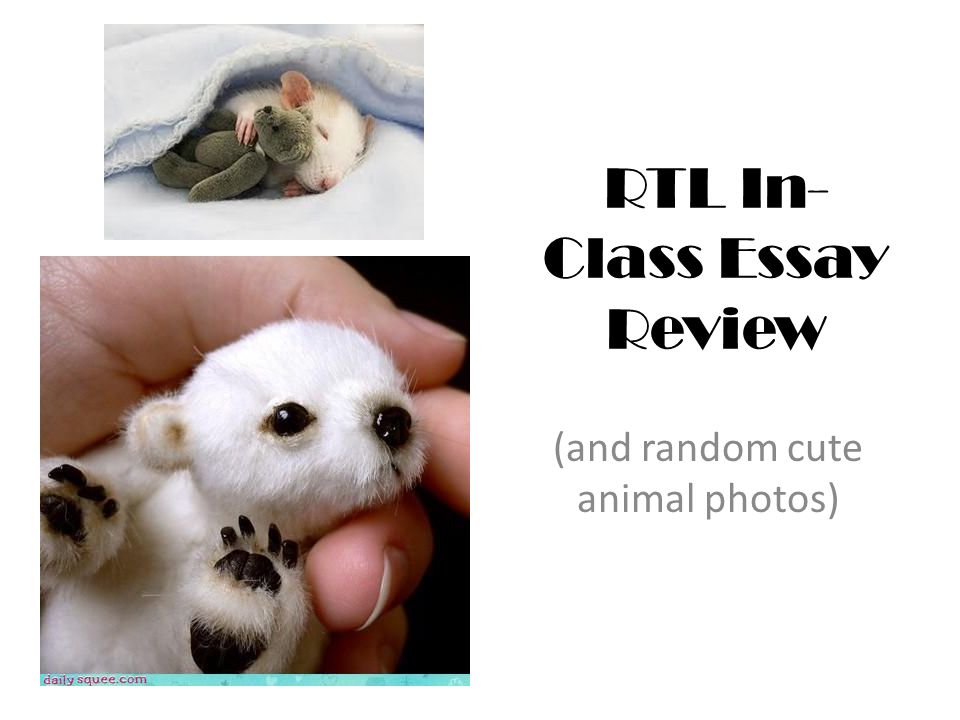 RTL In- Class Essay Review (and random cute animal photos)
