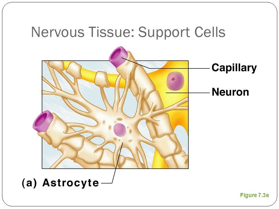 Nervous Tissue: Support Cells Figure 7.3a