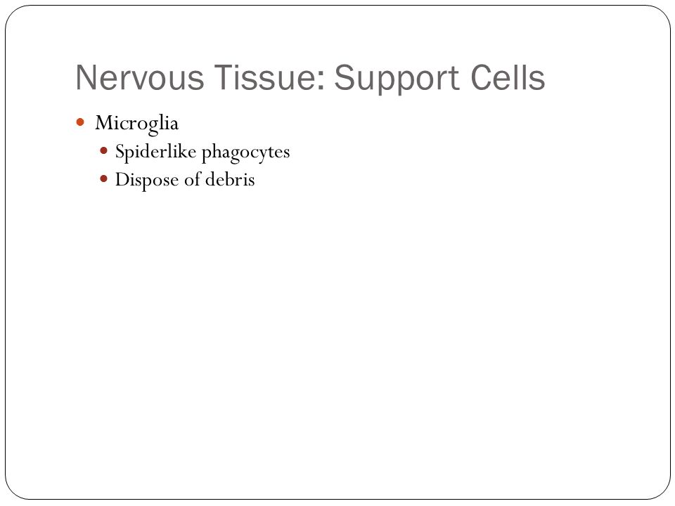 Nervous Tissue: Support Cells Microglia Spiderlike phagocytes Dispose of debris