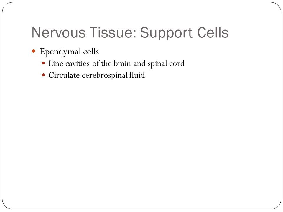 Nervous Tissue: Support Cells Ependymal cells Line cavities of the brain and spinal cord Circulate cerebrospinal fluid