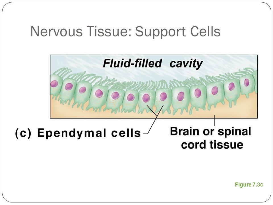 Nervous Tissue: Support Cells Figure 7.3c