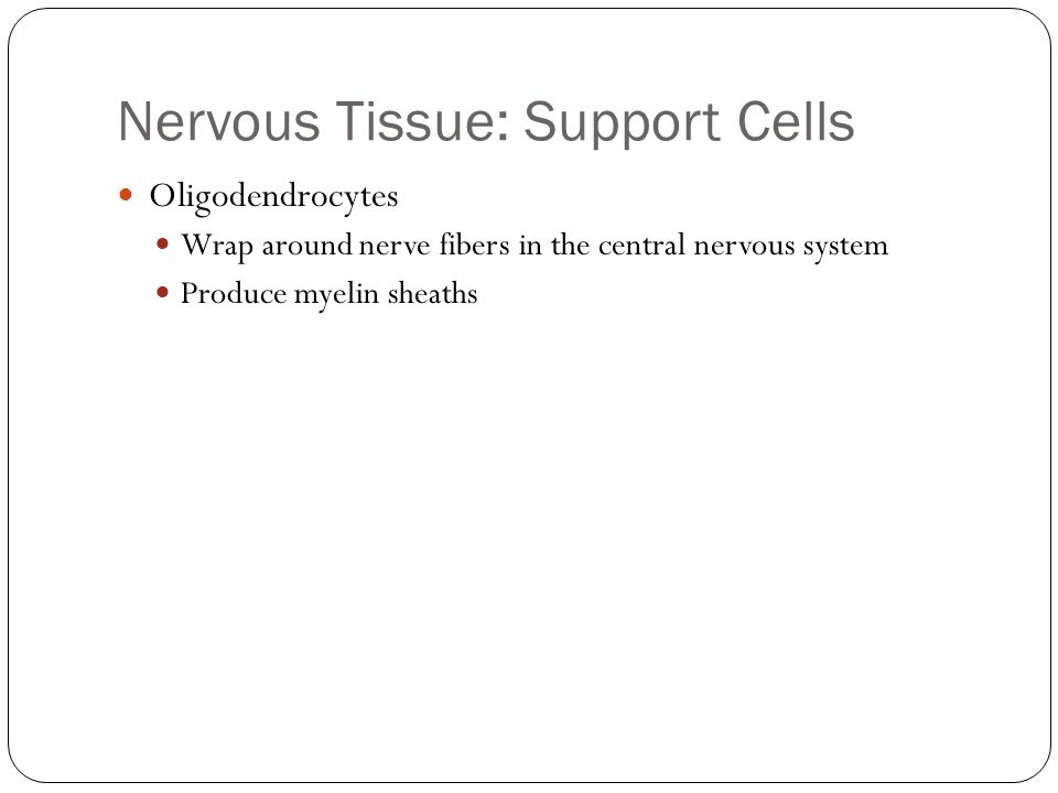 Nervous Tissue: Support Cells Oligodendrocytes Wrap around nerve fibers in the central nervous system Produce myelin sheaths