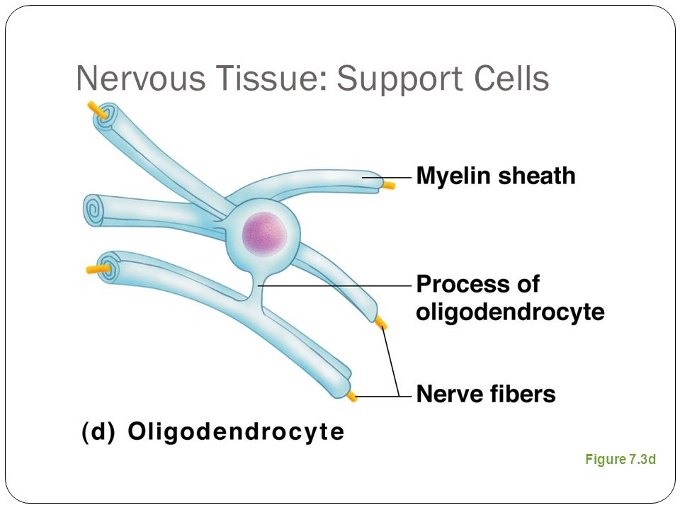 Nervous Tissue: Support Cells Figure 7.3d