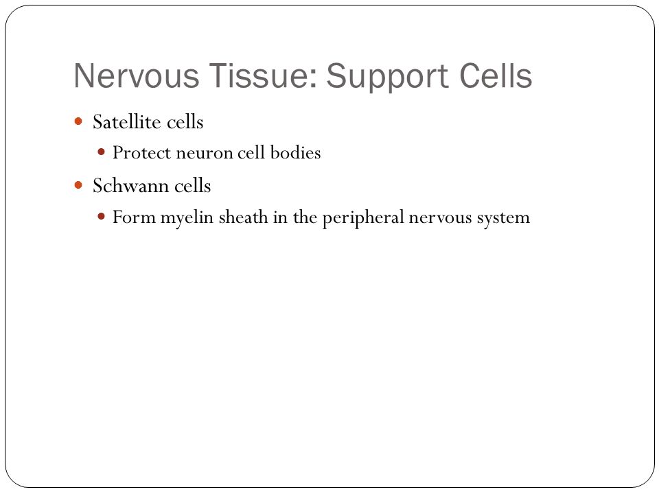 Nervous Tissue: Support Cells Satellite cells Protect neuron cell bodies Schwann cells Form myelin sheath in the peripheral nervous system