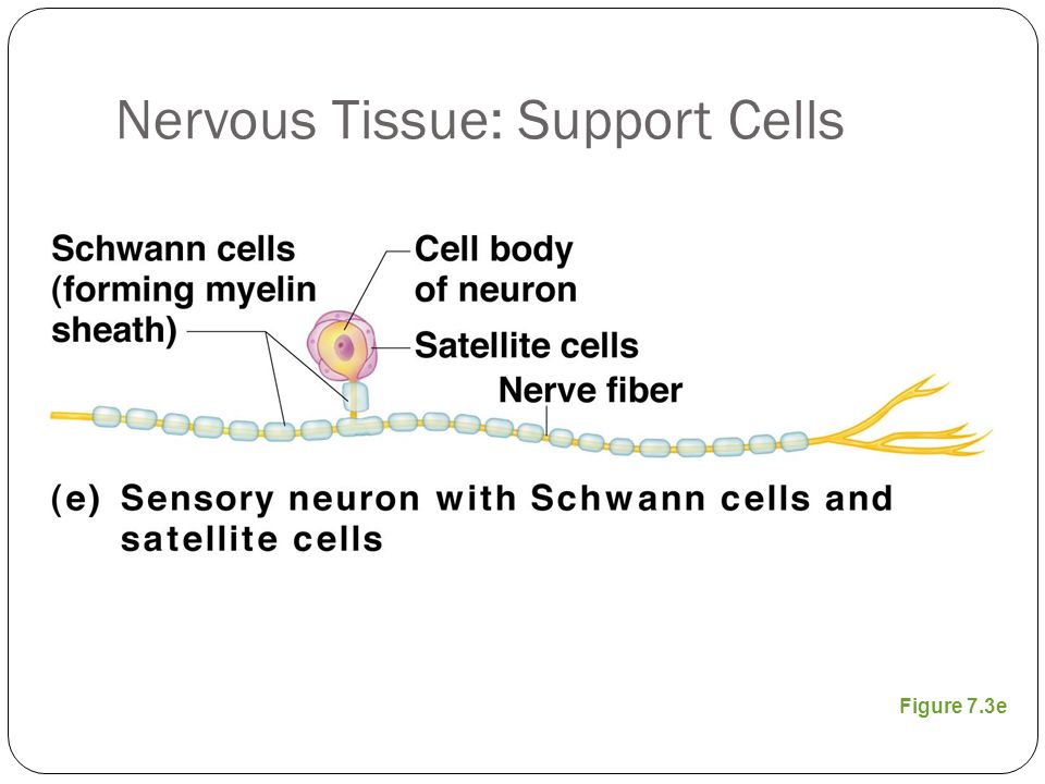 Nervous Tissue: Support Cells Figure 7.3e