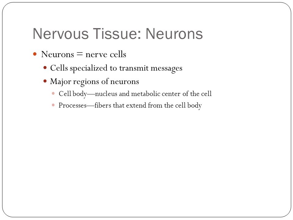 Nervous Tissue: Neurons Neurons = nerve cells Cells specialized to transmit messages Major regions of neurons Cell body—nucleus and metabolic center of the cell Processes—fibers that extend from the cell body