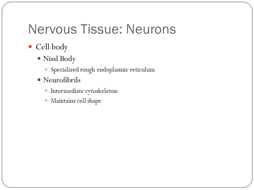 Nervous Tissue: Neurons Cell body Nissl Body Specialized rough endoplasmic reticulum Neurofibrils Intermediate cytoskeleton Maintains cell shape