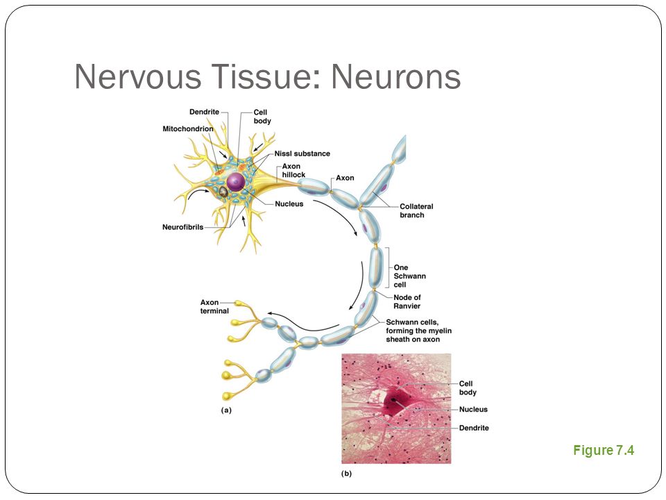 Nervous Tissue: Neurons Figure 7.4