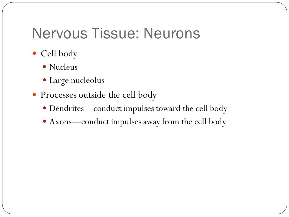 Nervous Tissue: Neurons Cell body Nucleus Large nucleolus Processes outside the cell body Dendrites—conduct impulses toward the cell body Axons—conduct impulses away from the cell body