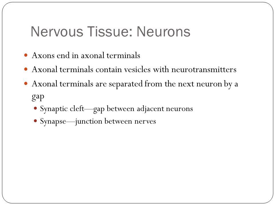 Nervous Tissue: Neurons Axons end in axonal terminals Axonal terminals contain vesicles with neurotransmitters Axonal terminals are separated from the next neuron by a gap Synaptic cleft—gap between adjacent neurons Synapse—junction between nerves