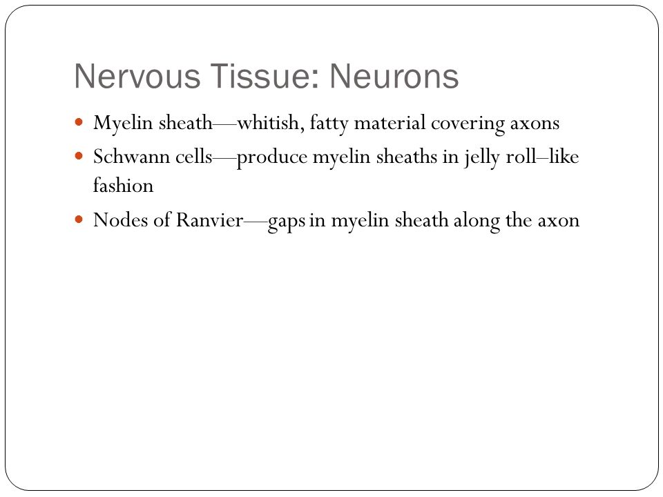 Nervous Tissue: Neurons Myelin sheath—whitish, fatty material covering axons Schwann cells—produce myelin sheaths in jelly roll–like fashion Nodes of Ranvier—gaps in myelin sheath along the axon