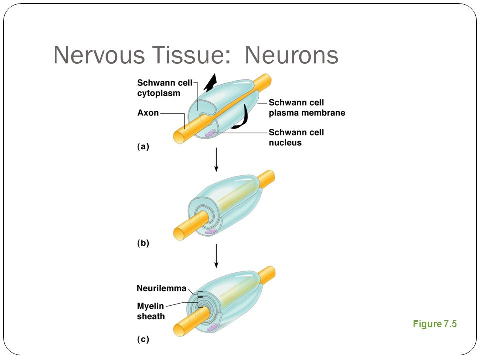 Nervous Tissue: Neurons Figure 7.5