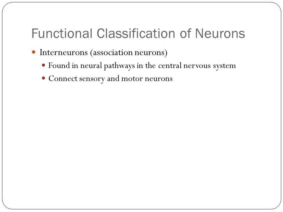 Functional Classification of Neurons Interneurons (association neurons) Found in neural pathways in the central nervous system Connect sensory and motor neurons