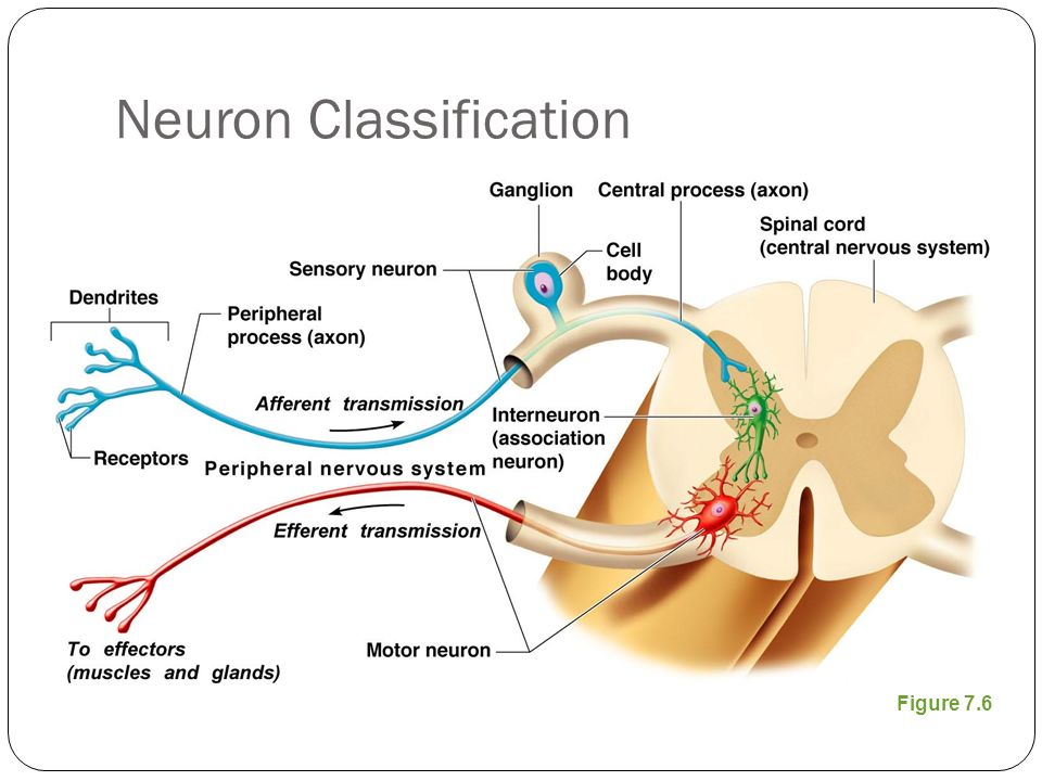 Neuron Classification Figure 7.6