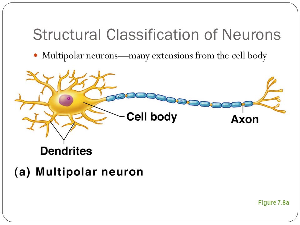 Figure 7.8a Structural Classification of Neurons Multipolar neurons—many extensions from the cell body