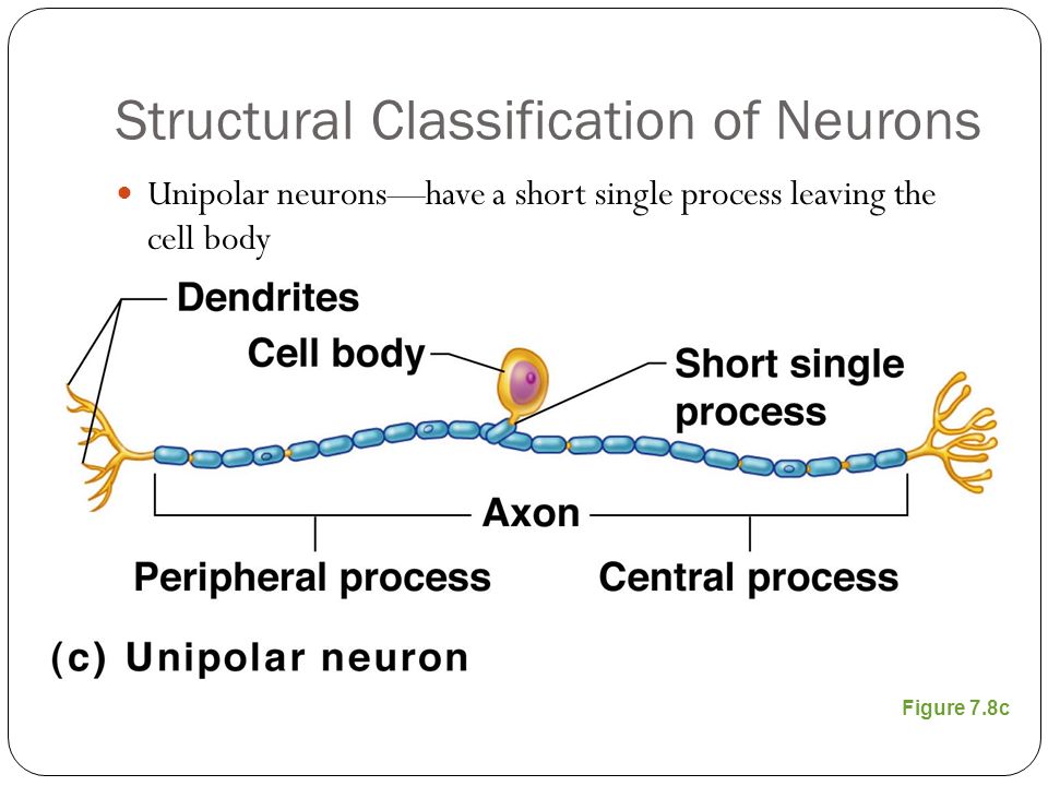 Structural Classification of Neurons Unipolar neurons—have a short single process leaving the cell body Figure 7.8c