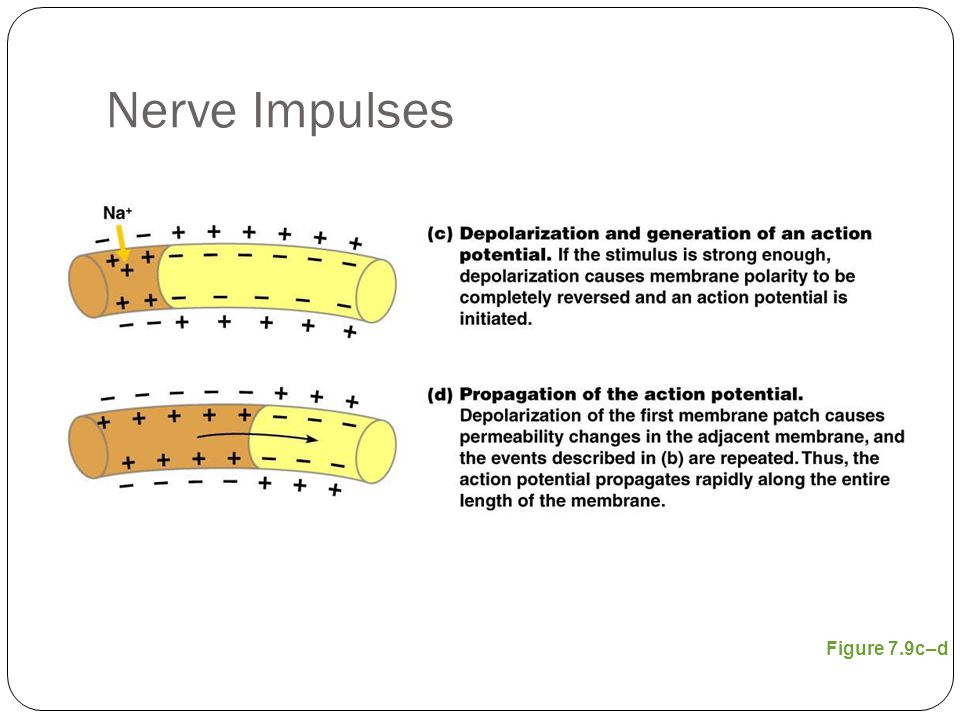Nerve Impulses Figure 7.9c–d