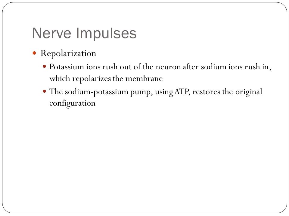 Nerve Impulses Repolarization Potassium ions rush out of the neuron after sodium ions rush in, which repolarizes the membrane The sodium-potassium pump, using ATP, restores the original configuration