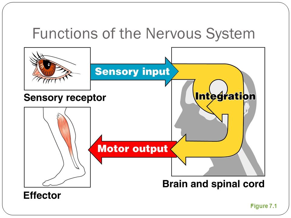 Functions of the Nervous System Figure 7.1