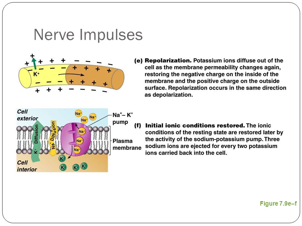 Nerve Impulses Figure 7.9e–f