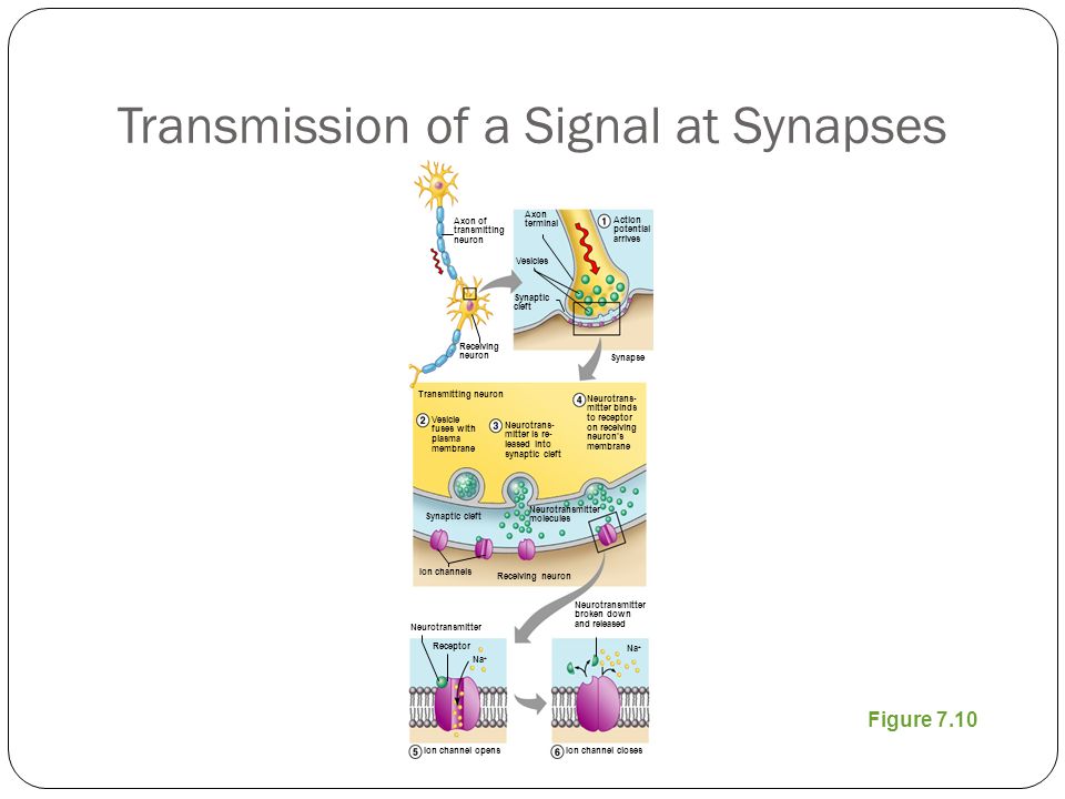 Transmission of a Signal at Synapses Figure 7.10 Axon terminal Vesicles Synaptic cleft Action potential arrives Synapse Axon of transmitting neuron Receiving neuron Neurotrans- mitter is re- leased into synaptic cleft Neurotrans- mitter binds to receptor on receiving neuron’s membrane Vesicle fuses with plasma membrane Synaptic cleft Neurotransmitter molecules Ion channels Receiving neuron Transmitting neuron Receptor Neurotransmitter Na + Neurotransmitter broken down and released Ion channel opensIon channel closes