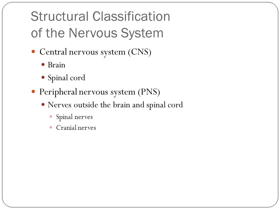 Structural Classification of the Nervous System Central nervous system (CNS) Brain Spinal cord Peripheral nervous system (PNS) Nerves outside the brain and spinal cord Spinal nerves Cranial nerves