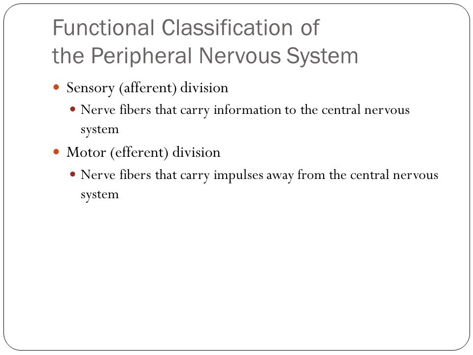 Functional Classification of the Peripheral Nervous System Sensory (afferent) division Nerve fibers that carry information to the central nervous system Motor (efferent) division Nerve fibers that carry impulses away from the central nervous system