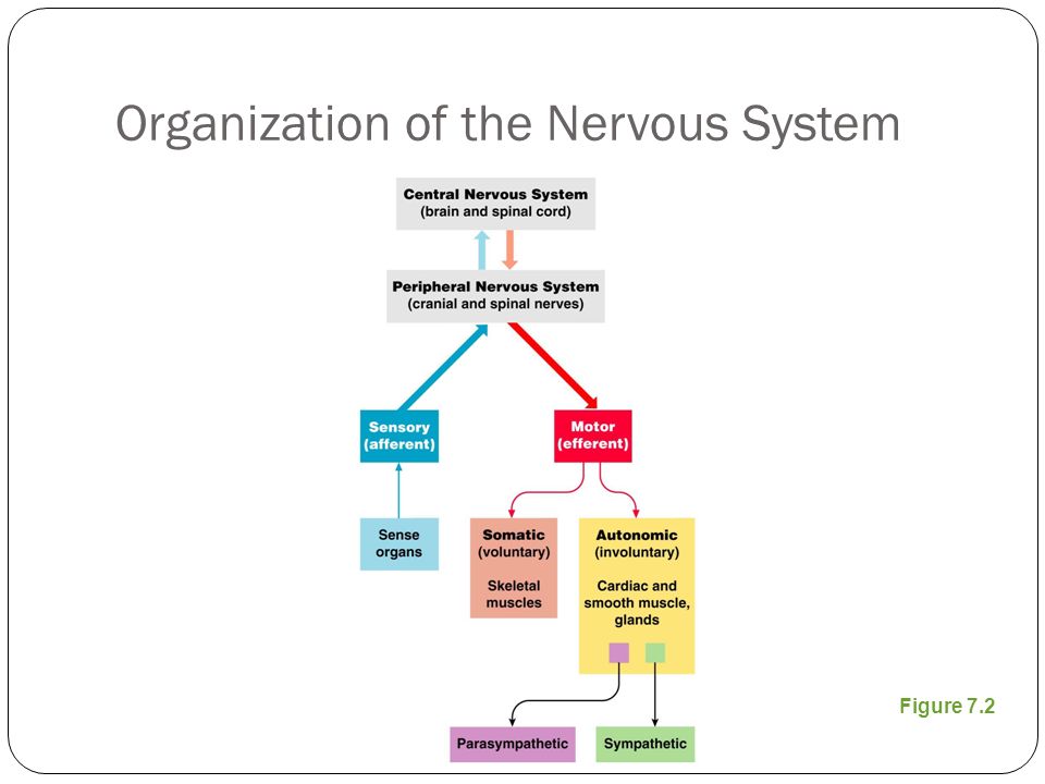 Organization of the Nervous System Figure 7.2