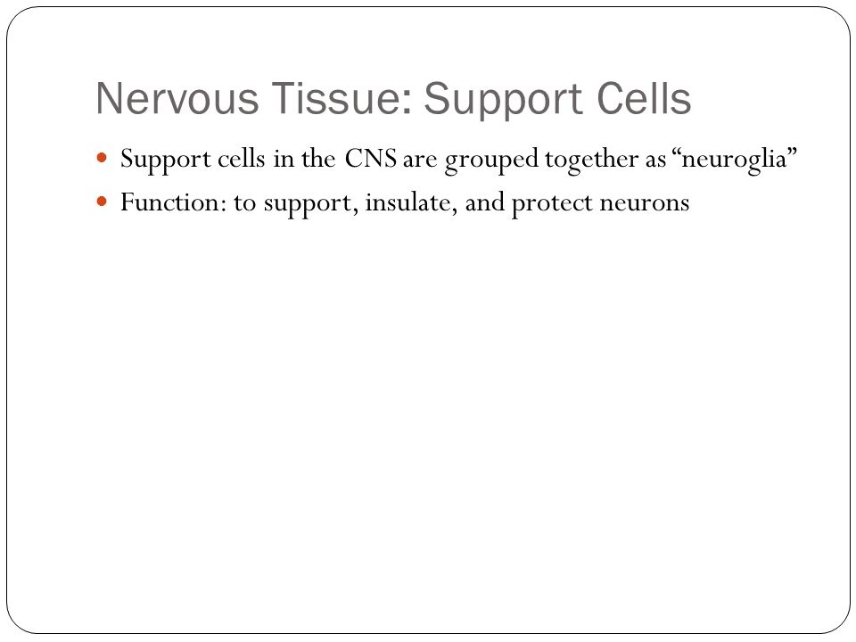 Nervous Tissue: Support Cells Support cells in the CNS are grouped together as neuroglia Function: to support, insulate, and protect neurons