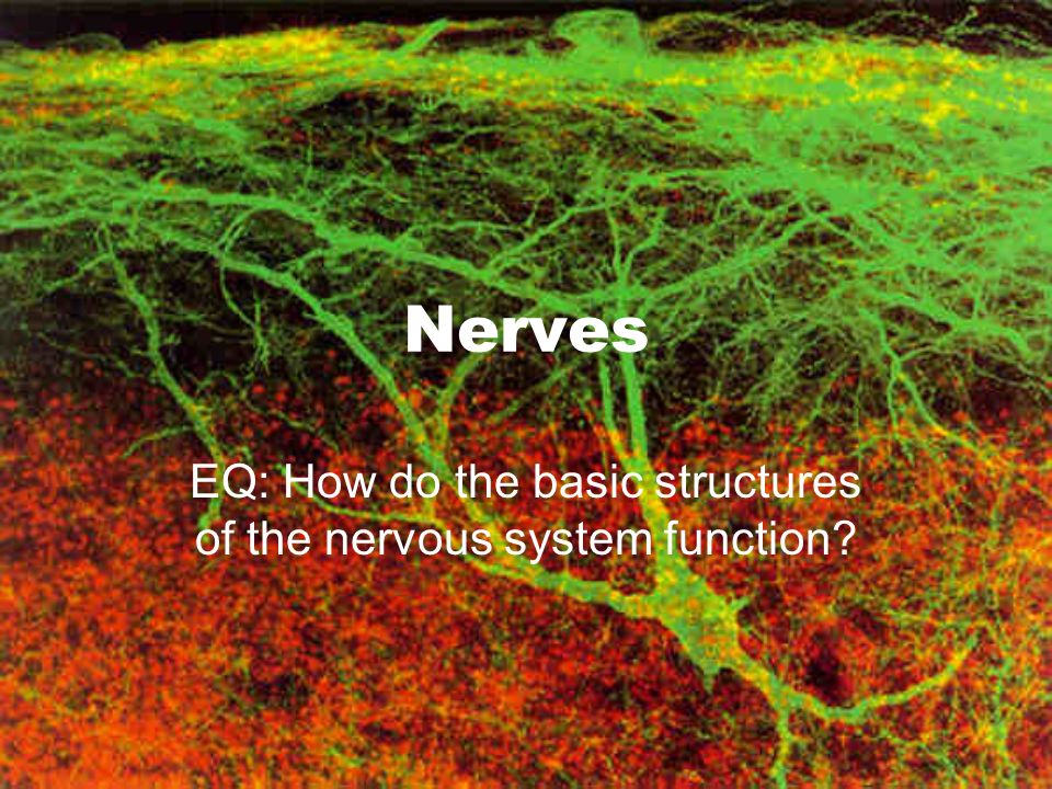 Nerves EQ: How do the basic structures of the nervous system function
